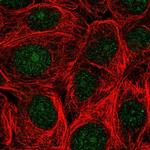 ASNA1 Polyclonal Antibody