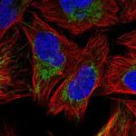 SFXN3 Polyclonal Antibody