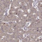 WDR59 Polyclonal Antibody