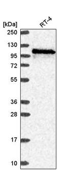 WDR59 Antibody in Western Blot (WB)