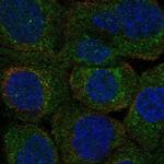 PLSCR3 Polyclonal Antibody
