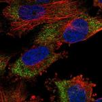 MSL2 Polyclonal Antibody