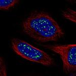 HSF4 Antibody in Immunocytochemistry (ICC/IF)