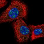 IQCK Antibody in Immunocytochemistry (ICC/IF)