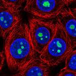 LLPH Polyclonal Antibody