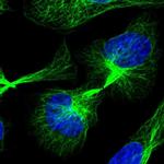 C21orf91 Polyclonal Antibody