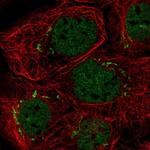 MFAP3 Antibody in Immunocytochemistry (ICC/IF)