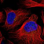 DZIP3 Antibody in Immunocytochemistry (ICC/IF)