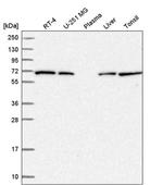 COG8 Antibody in Western Blot (WB)