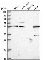 IRF2BP1 Antibody in Western Blot (WB)