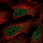 C7orf25 Antibody in Immunocytochemistry (ICC/IF)