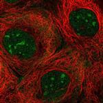 NOL7 Polyclonal Antibody