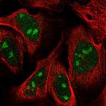 ZNF507 Polyclonal Antibody