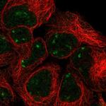 SNAPC2 Antibody in Immunocytochemistry (ICC/IF)