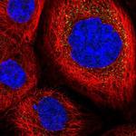 PNAS4 Polyclonal Antibody