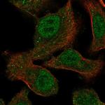 EGFL5 Polyclonal Antibody