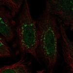 WDR88 Antibody in Immunocytochemistry (ICC/IF)