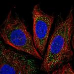 IRGQ Polyclonal Antibody