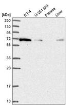 IRGQ Antibody in Western Blot (WB)