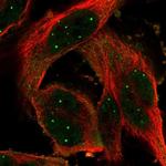 POU6F1 Polyclonal Antibody