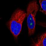 OSGIN2 Polyclonal Antibody