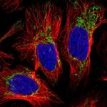 SLC35F2 Polyclonal Antibody