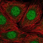 RP9 Polyclonal Antibody