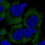 GIGYF2 Polyclonal Antibody