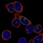 CD179b Polyclonal Antibody