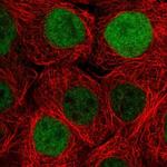 DUSP18 Polyclonal Antibody