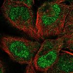 PCDHGC5 Polyclonal Antibody