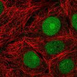 CERCAM Polyclonal Antibody