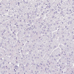 GOLGA8A Antibody in Immunohistochemistry (Paraffin) (IHC (P))