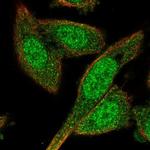 BEX4 Polyclonal Antibody