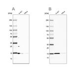 CCDC58 Antibody in Western Blot (WB)