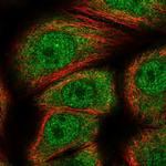 Gemin 7 Polyclonal Antibody