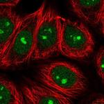 SPATA2 Polyclonal Antibody