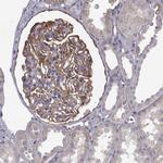 NPR3 Antibody in Immunohistochemistry (IHC)
