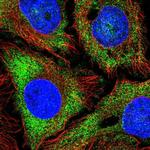 NPR3 Antibody in Immunocytochemistry (ICC/IF)