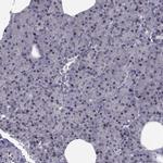 PCP4L1 Antibody in Immunohistochemistry (IHC)