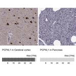 PCP4L1 Antibody