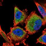 C14orf159 Polyclonal Antibody