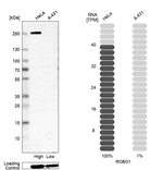 ROBO1 Antibody in Western Blot (WB)