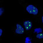 C8orf34 Polyclonal Antibody