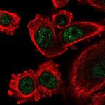 IFI44L Polyclonal Antibody