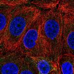 C6orf47 Polyclonal Antibody