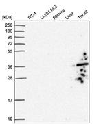 GIMAP1 Antibody in Western Blot (WB)