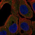 ARHGEF37 Polyclonal Antibody