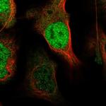 XPO4 Polyclonal Antibody