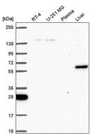 TOE1 Antibody in Western Blot (WB)